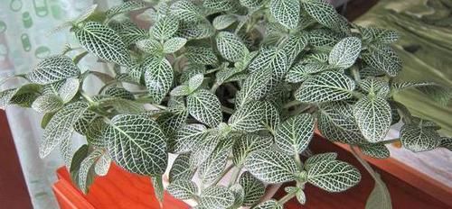 【小巧的植物】上班族盆栽花草选此4款，养护容易、颜值高，为年轻人增添活力
