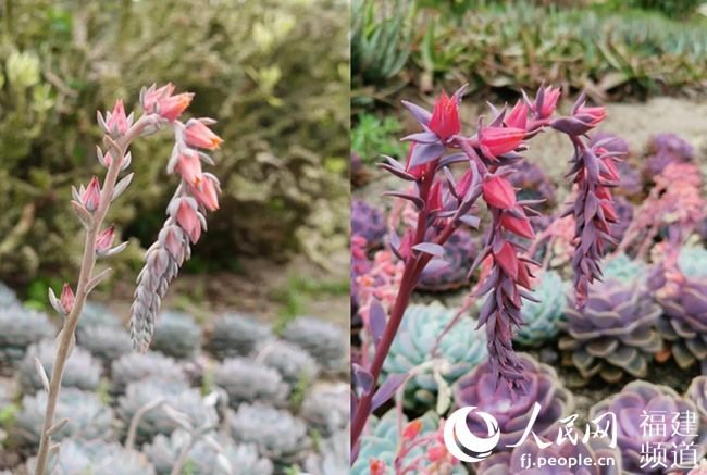  『春季』春已至花已开 厦门园林植物园多肉植物进入盛花期