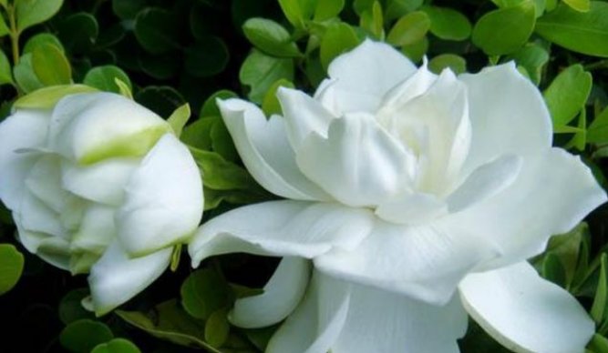 「芳香」芳香四溢的几种花,家里阳台养几盆,让你的心情愉悦一整天!