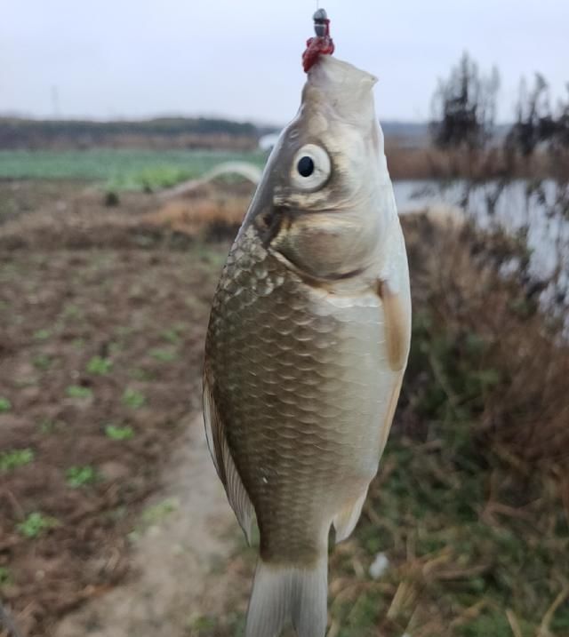  聚鱼|钓鱼记录，深水点 隔夜窝，聚鱼成群大板小爆