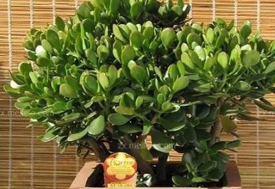  『花钱买』这4种“植物”，有钱人不会花钱买，仅用“1个枝”，一盆变多盆！