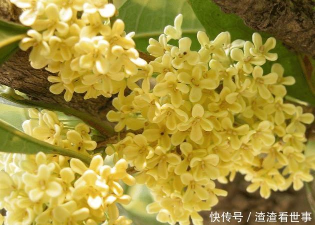  镇宅：农村有哪四大镇宅之树？种在什么位置可以旺人旺宅