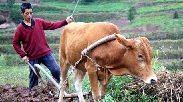  「小伙」绝了！农村大叔发明旋耕机，勤劳小伙靠它1个月挣3万，1