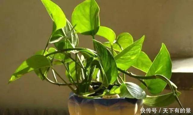  阳台|这几个“位置”别放花，吊兰、绿萝再好养，也会黄叶活不了