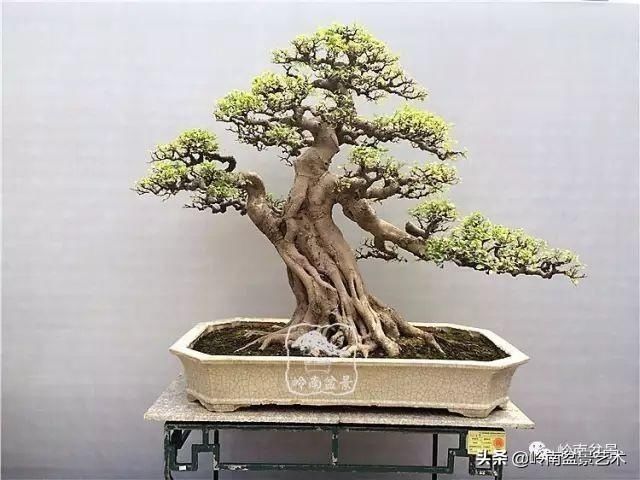  「作品」有年功的盆景，品相好，价值高！