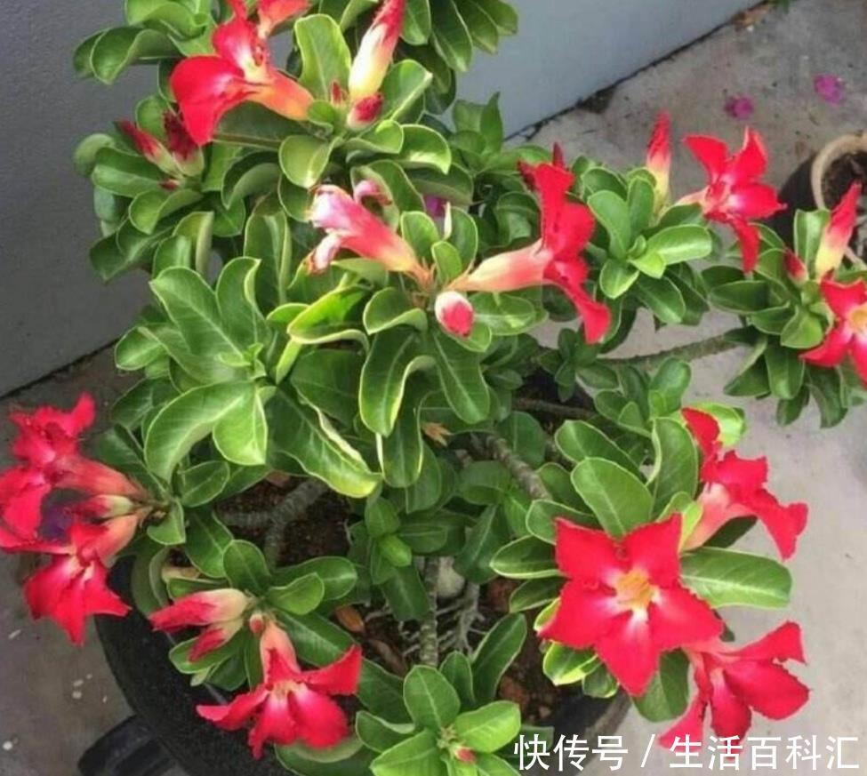  「漂亮」生活中常见的6种花，都含有“毒性”，再喜欢都不能在室内养