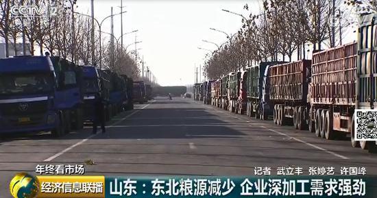 玉米价格高涨背后：东北粮源减少 企业深加工需求旺