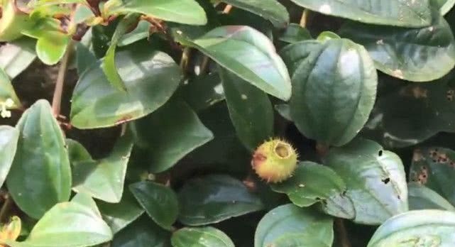 这种野草被农户称为“地钉”，果实满是尖刺但能治咳嗽，你见过吗