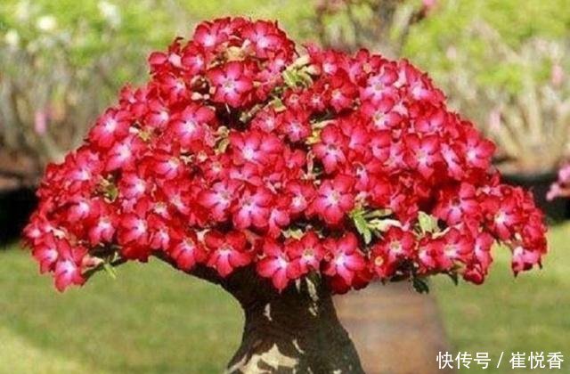  『盆土干透』客厅养的5种花，最怕水，多浇一点点，整盆死翘翘