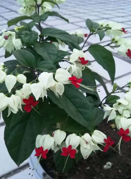 英国旅行家在非洲发现一株奇花,华侨改了个中国名字,于是就火了