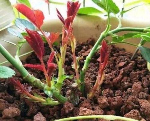  『来扦插』扦插小苗“2个芽点”最好，前赴后继“预防”，活了就爆大笋芽