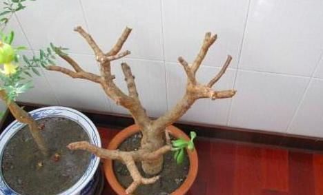  大神■马齿苋树盆栽不好看？只怪你不会养，大神的作品，赶上你半年工资