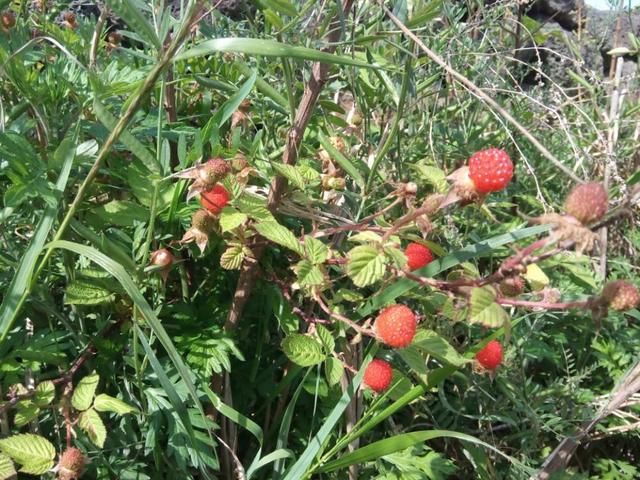 荒野中，一种红果实，曾经无人敢吃，如今一斤卖20元