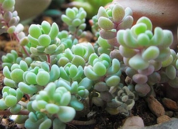  「家里」好养易开花，就选这五种，丢在家里花苞蹭蹭窜，个个花开鲜艳，美