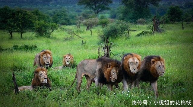『对手』曾几何时,六头雄狮称霸草原,战斗力令对手闻风丧胆
