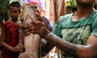 印度“圣河”鲶鱼泛滥成灾，竟还想卖给中国人，网友：当我们傻？