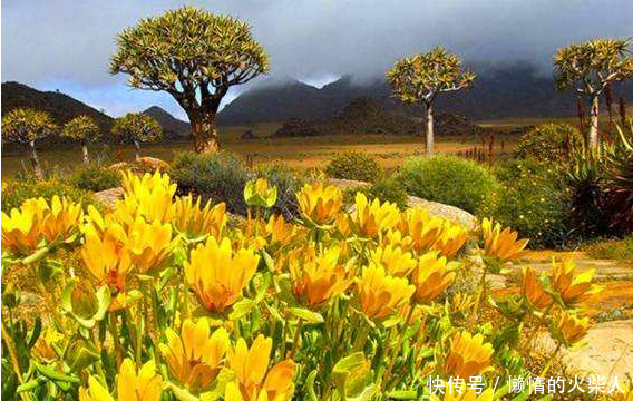 最“任性”的沙漠，每年都有一个月变成植物王国，旱季寸草不生