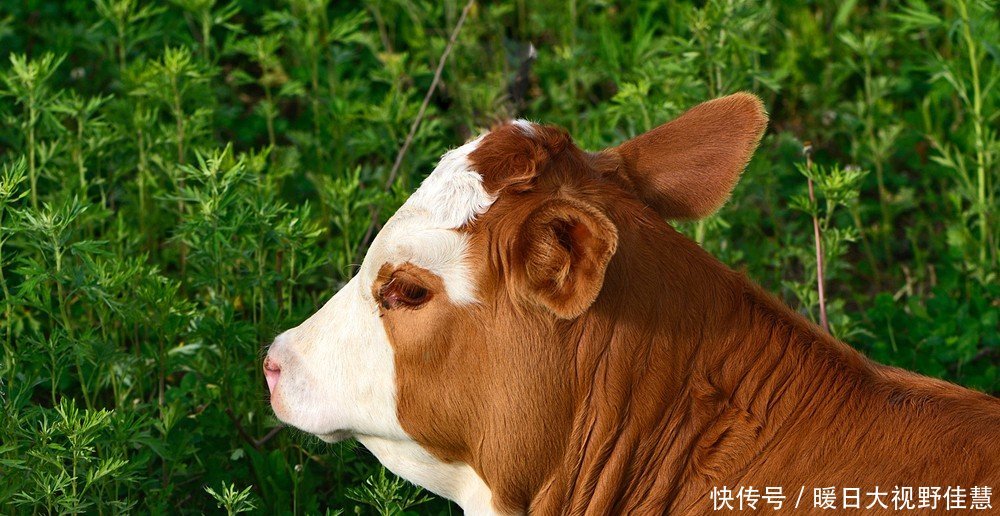  「资金」回农村养10头牛，大概要准备多少资金，能赚多少钱