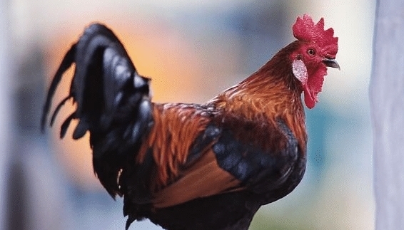 五毒之首的蜈蚣为什么毒不死公鸡蜈蚣公鸡