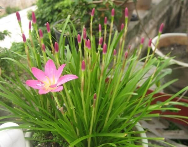  『花儿』这九种花，随便扔土里，就能长成一片，开花不断