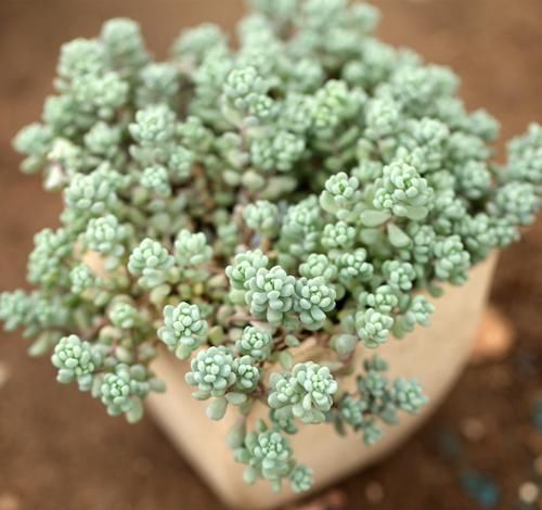  「植物」如何区分辨别，几种多肉植物中的“美人”，常见的有哪些