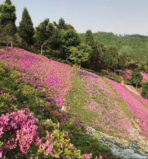  慎养■这花要慎养，每年砍掉3麻袋，照样蹭蹭长