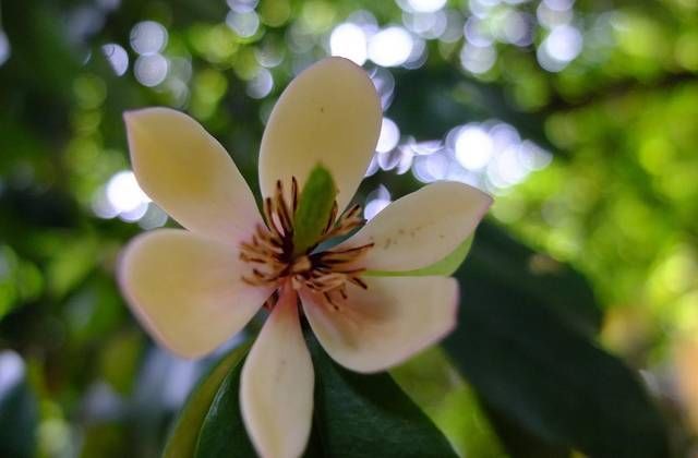 「便宜」3种花便宜又好养,比牡丹美,比吊兰好养,一年四季开花不断