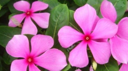 『养花』养花就养这几款,常年开花不断,四季繁花似锦,花期一到开不停歇