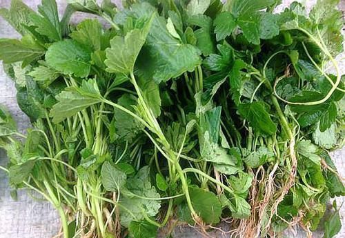  「植物」这植物被称为“妇女之友”，以前荒地上长满，可惜现在越来越少了