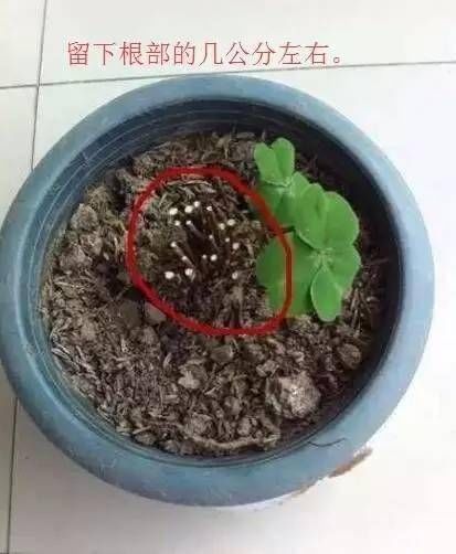 #后长#快死的花用这个方法养护,一个月后长疯了!
