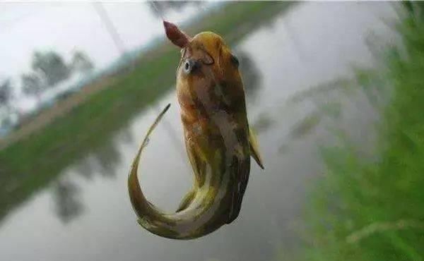  【多带上一】野钓多做那么一点点，渔获可能多的不止一点点