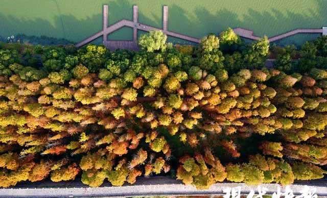 小众而惊艳!南京这些地方“万杉红遍”