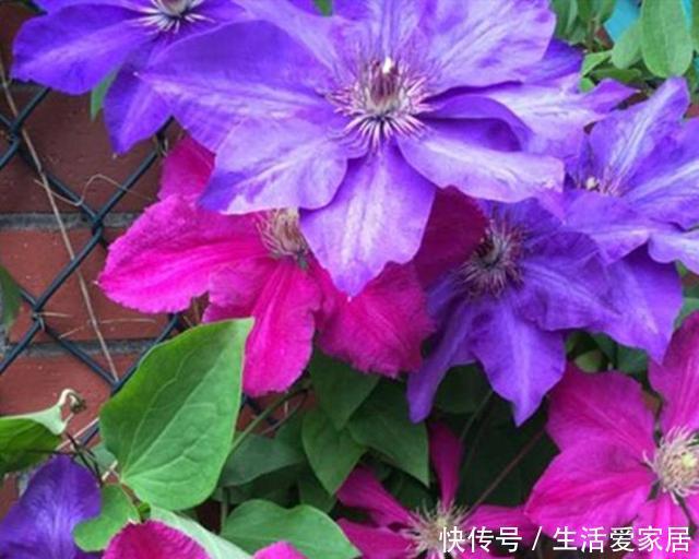  开爆|这3种花，堪称“开花机器”，学会几个“技巧”，一养就开爆盆