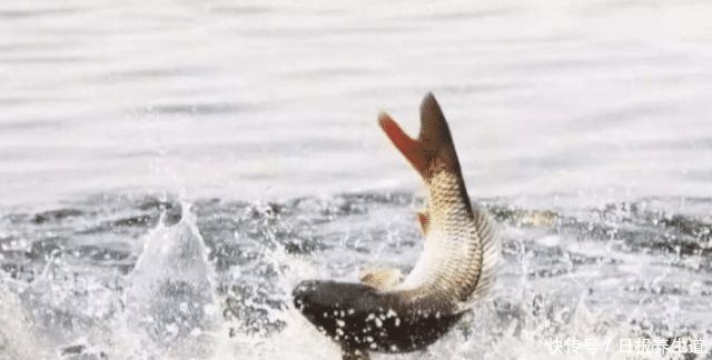 为什么黄河泥沙那么多，鱼还又大又肥网友一句话阐明道理