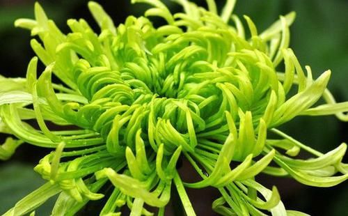  「爬岩板」这四款花卉盆栽，花开又大又艳，四季常开花，枝叶亭亭玉立，超美