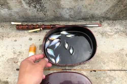  「鳑鲏鱼」钓鱼人一脸嫌弃的小鱼鳑鲏，在日本却成了“宠儿”