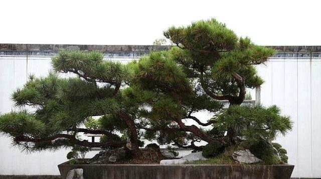  『回家』讲究人最爱这“4种树”,苍劲有风骨,镇宅又养人,赶紧回家养1盆