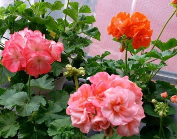  #玫瑰海棠#开花最香的4种花，家里养一盆，适应性强、花朵绚丽多彩