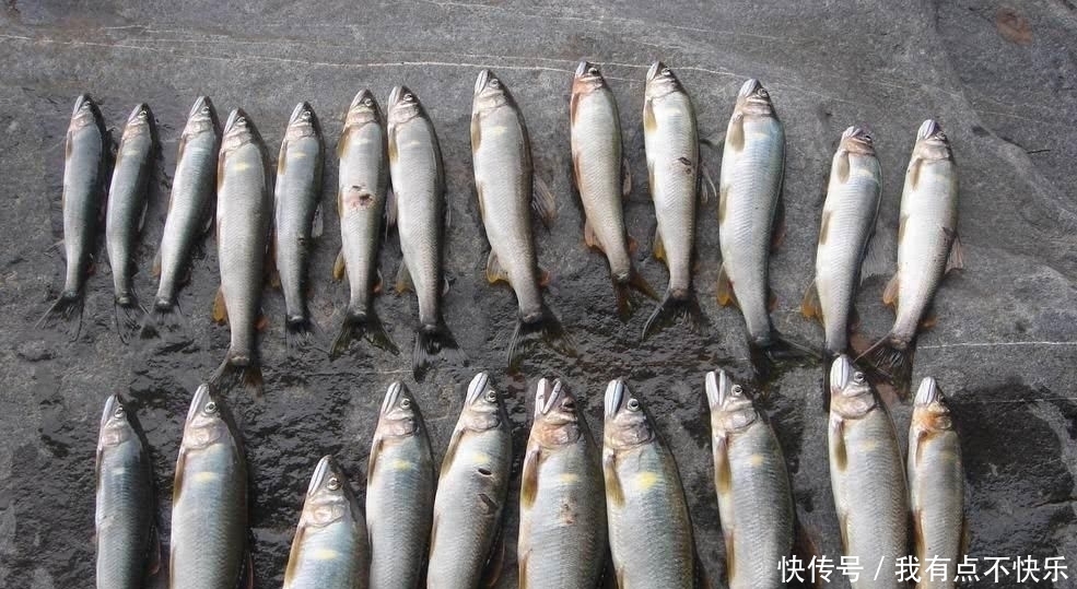 『香鱼』很多钓友不认识此鱼, 它被国际市场誉为“淡水鱼之王”