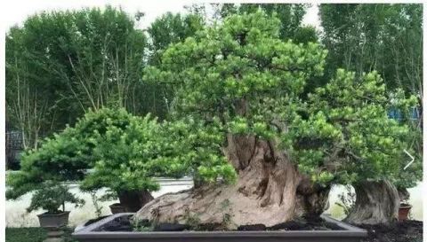  「真柏」已知最贵的10棵盆景，土豪的世界你不懂
