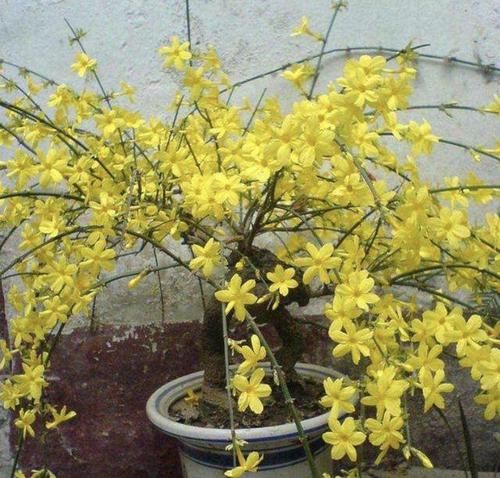  「小黄花」养1种盆景树，2年后茎干变“苍老”，开出“小黄花”，比金弹子美