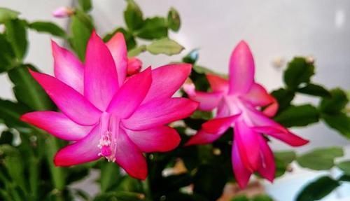 『植株』最受欢迎的3种花,造型奇特花期长,植株优美抓人眼球,常年开花