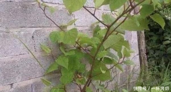  碰到■有危害的1种“野草”，人称“日本虎杖”，根茎发达，碰到请铲除