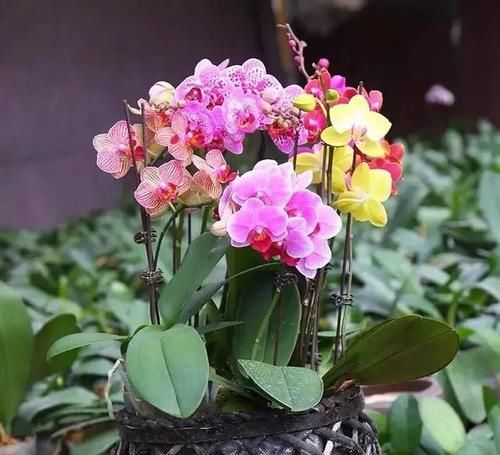  家里：几种喜阴的花卉，室内养花就选这几种，把春天带进家里