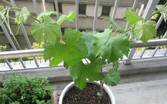  『葡萄』在家养绿植不如阳台种葡萄，既能看又能吃，夏季还能乘凉避暑