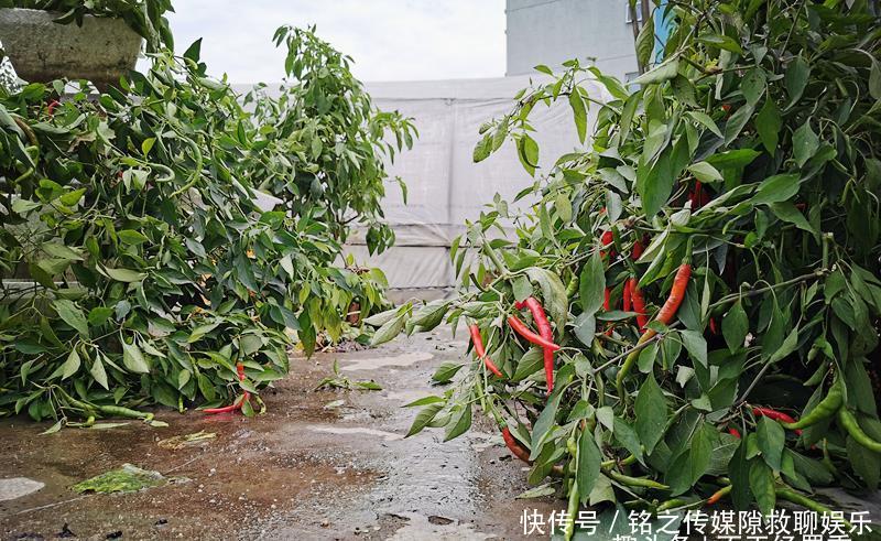  何建华：57岁大叔自家楼顶建“空中菜园”，瓜果蔬菜俱全，年产