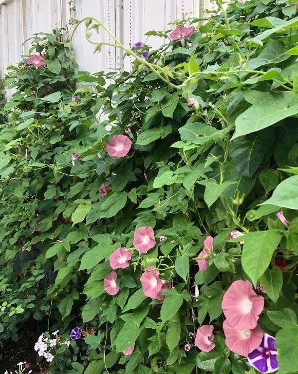  家里■家里养这几种爬藤植物，整面墙全是花