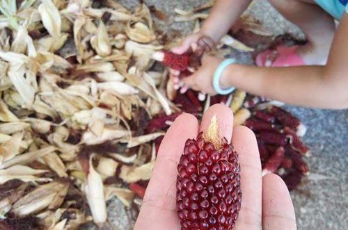  『草莓』种在玉米地里的“草莓，菠萝”，超高甜度可以生吃，你知道它吗？