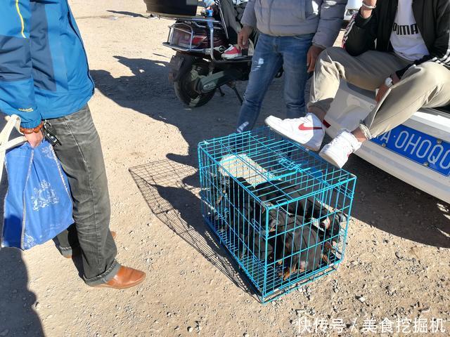 『男子』狗市:商贩报价六百的杜宾犬,男子却想二百购买一只?