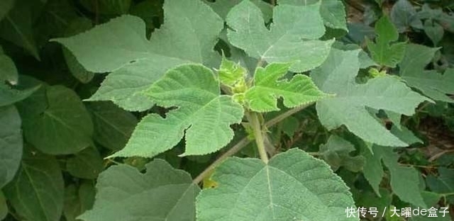  『砖缝』这植物名叫构树，繁殖能力超强，石头缝、砖缝都能长，令人讨厌